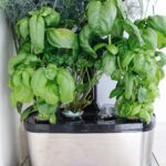 aerogarden review for 6 pod garden with basil, dill, mint, parsley and thyme